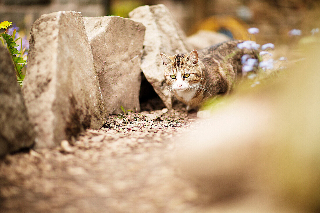 Tabby cat on the prowl in Derbyshire garden England UK