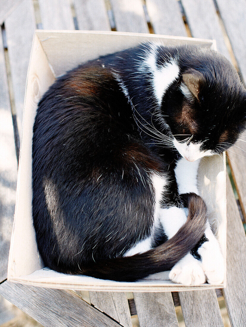 Katze schläft zusammengerollt in einer Box Bretagne Frankreich