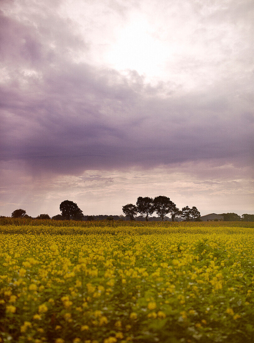 Rape seed oil field under storm clouds in Brittany France
