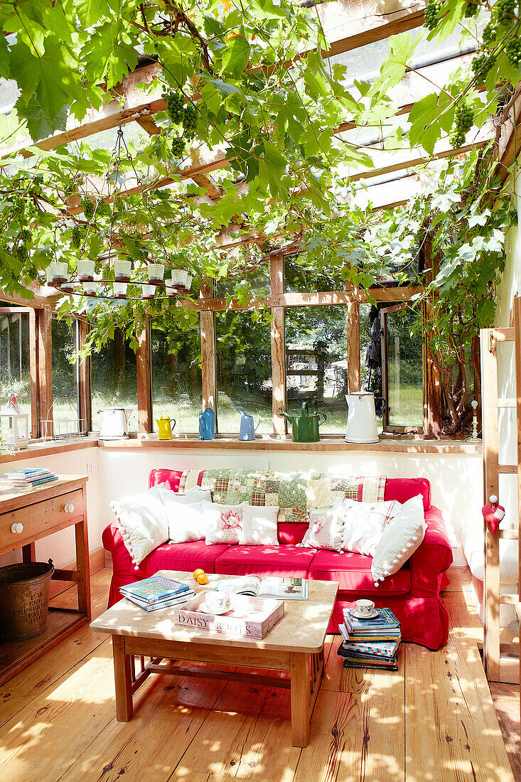 Vines grow above red sofa in conservatory extension of Devonshire cottage UK
