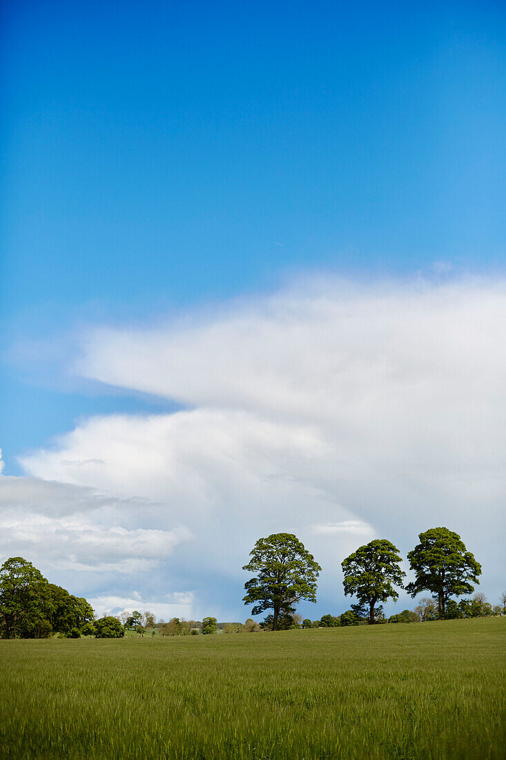 Bäume auf einem Feld in Hexham unter blauem Himmel Northumberland UK