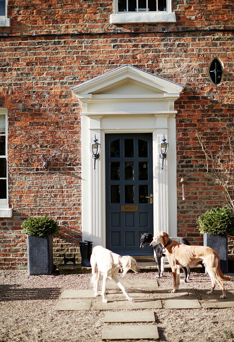 Drei Hunde vor der Haustür eines Hauses in der Grafschaft Durham, England