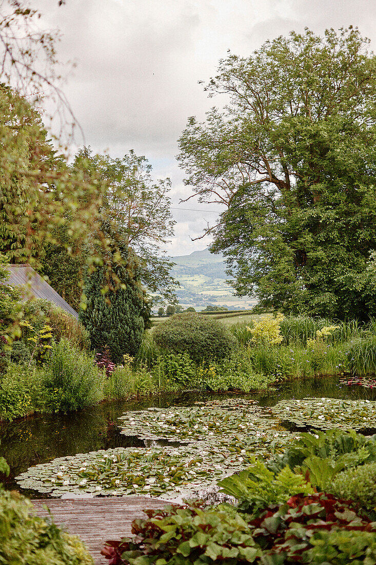 Water lilies in lily pond with view of Herefordshire countryside, UK