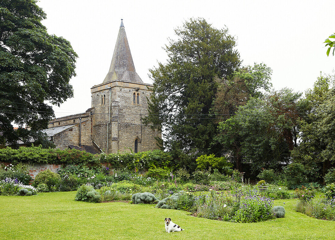 Hund sitzend im Garten mit Blick auf die Kirchturmspitze von Syresham, Northamptonshire, UK