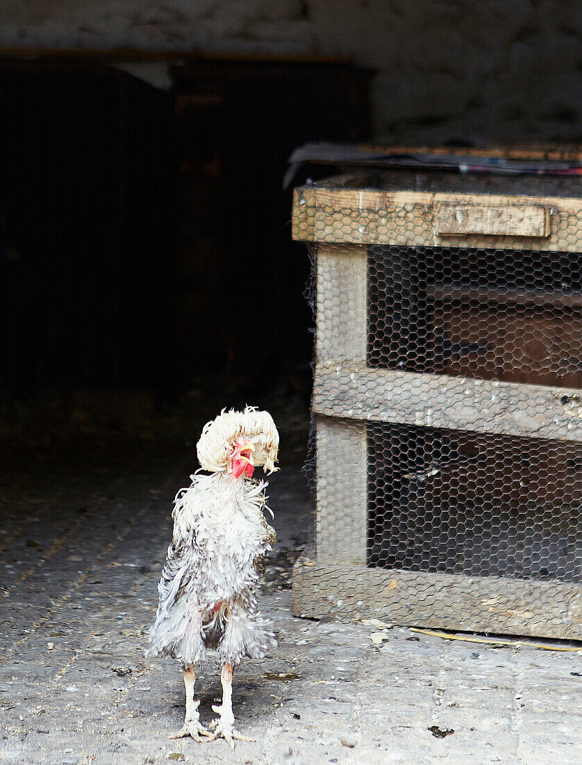 Chicken at hen coop in Syresham, Northamptonshire, UK