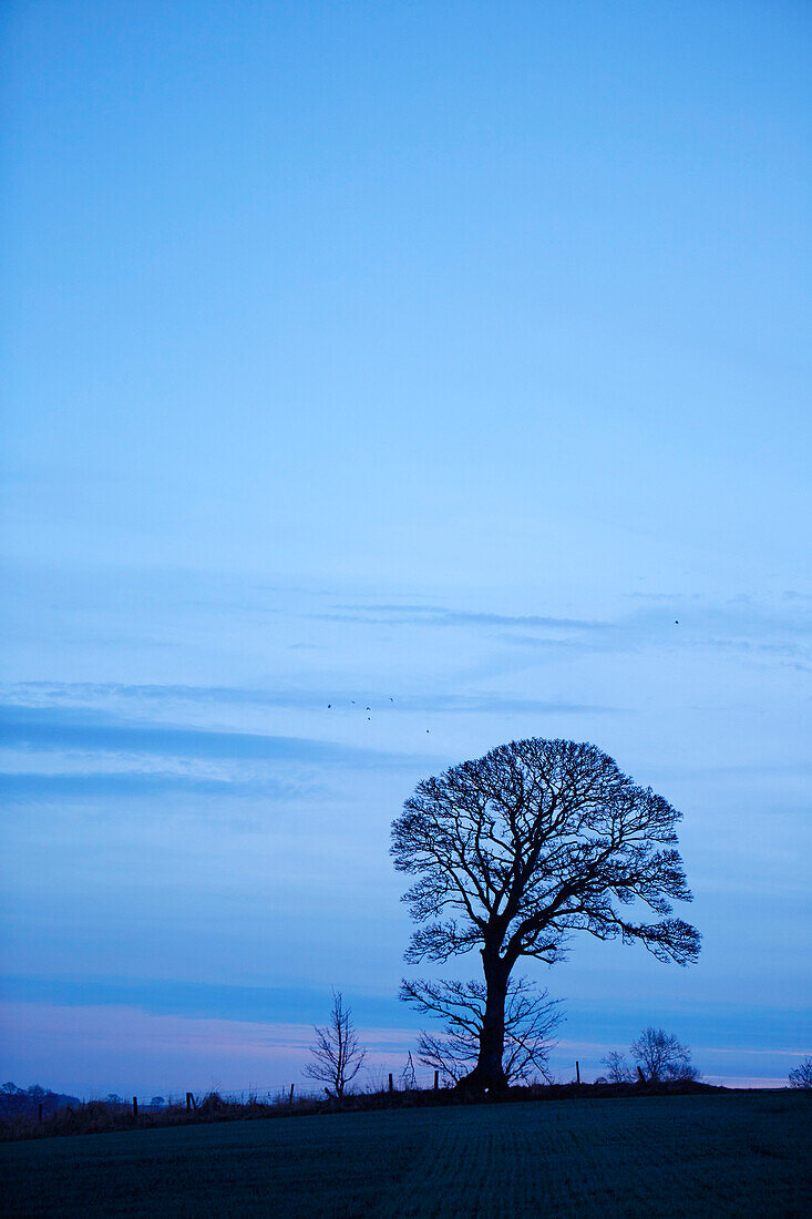 Kahler Baum im Gegenlicht des blauen Nachthimmels in Northumberland, UK