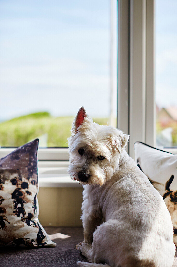 West Highland Terrier blickt von der Fensterbank in das Haus, in Northumbria, UK