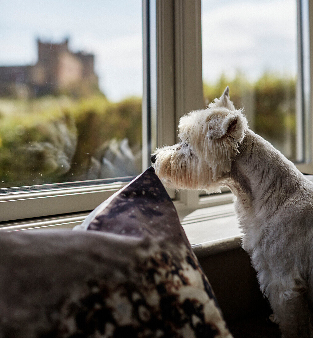 West Highland Terrier blickt von der Fensterbank in das Haus an der Küste in Northumbria, UK