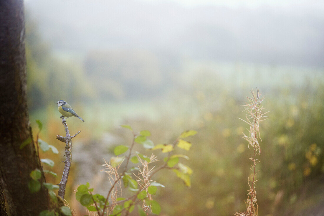 Blaumeise am nebligen Morgen in Hay-on-Wye, Wales, UK