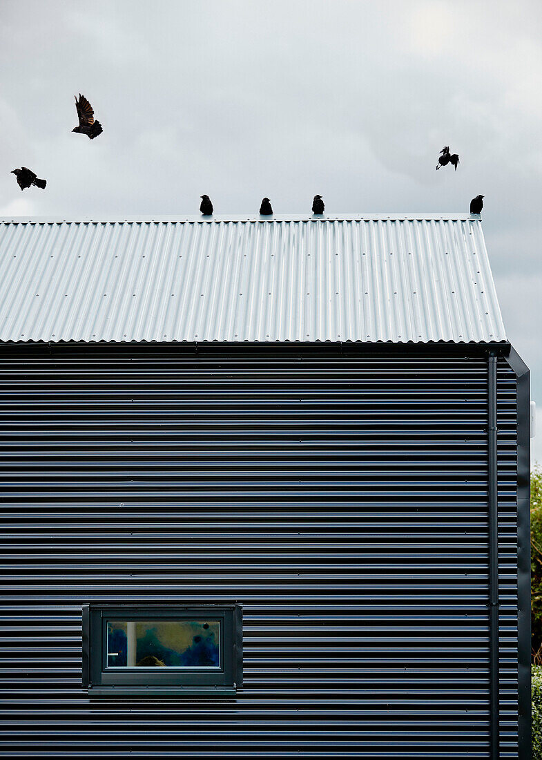 Birds perched on corrugated metal roof in Sligo, Ireland