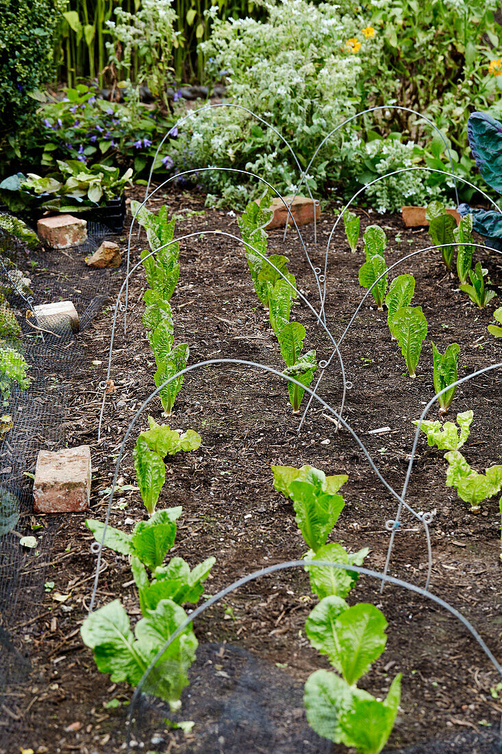 Reihen von Salatpflanzen mit Pflanzenstützen im Küchengarten