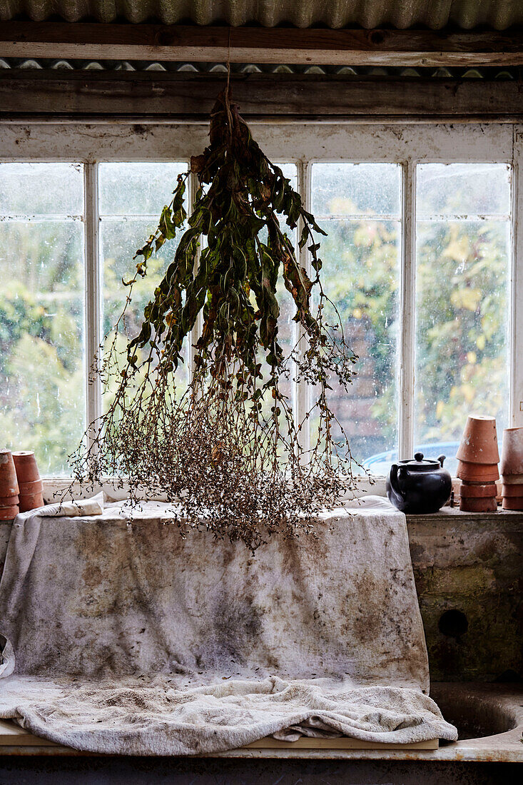 Getrocknete Blumen hängen im Gewächshaus im Küchengarten von Old Lands Monmouthshire, UK