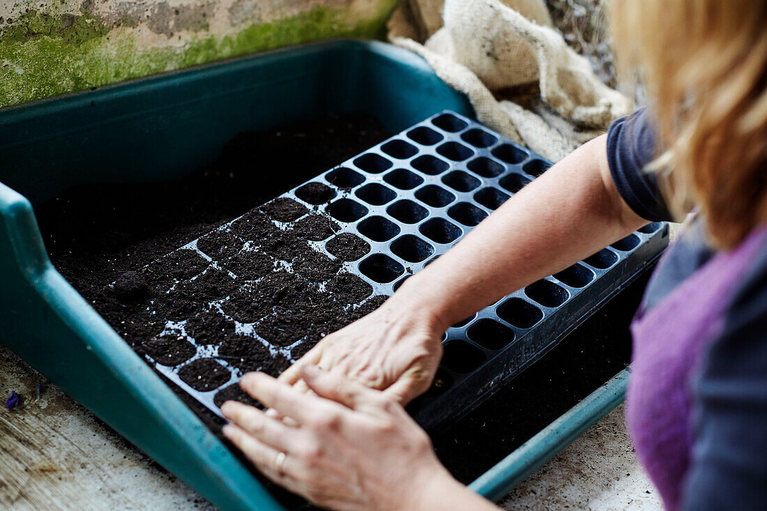 Gardener adding soil to seed tray at Old Lands kitchen garden Monmouthshire, UK