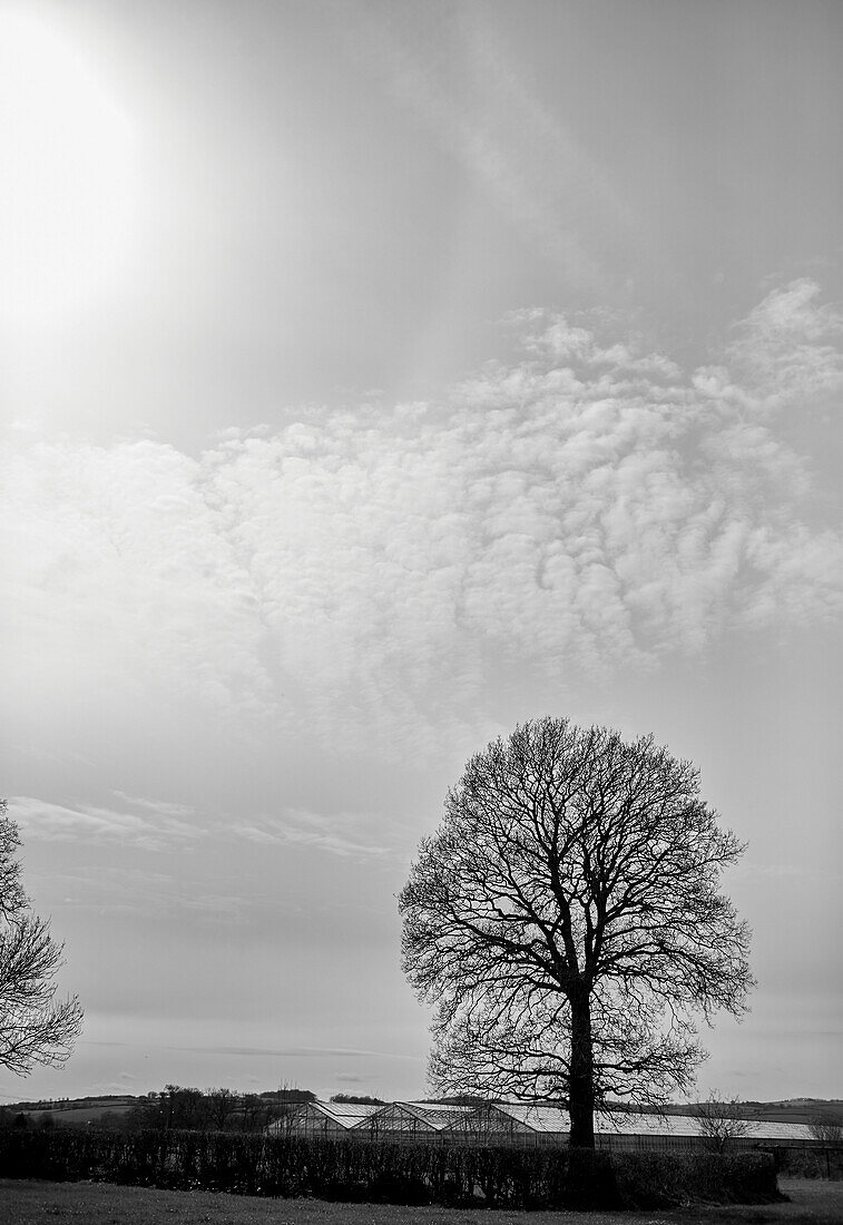 Kahler Baum vor Winterhimmel Somerset, UK
