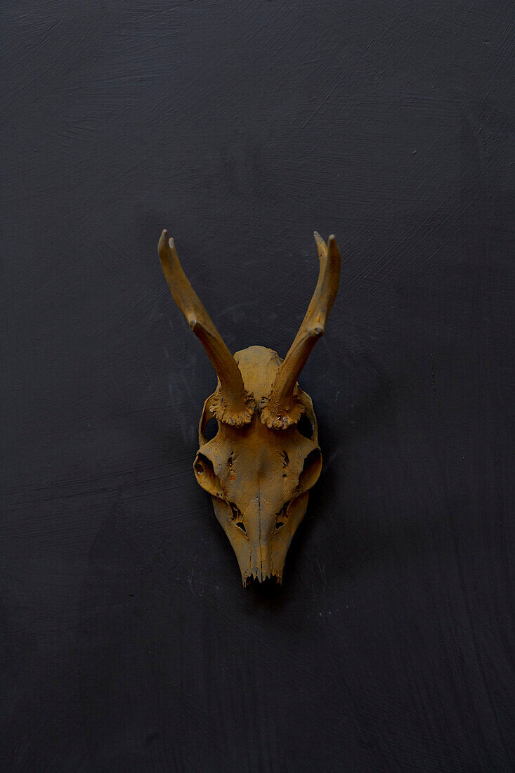 Preserved skull and horns Somerset, UK