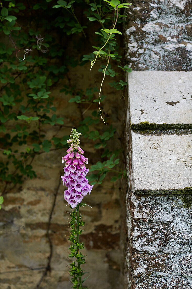 Single stem foxglove (Digitalis) against old stone wall in Oxfordshire, UK