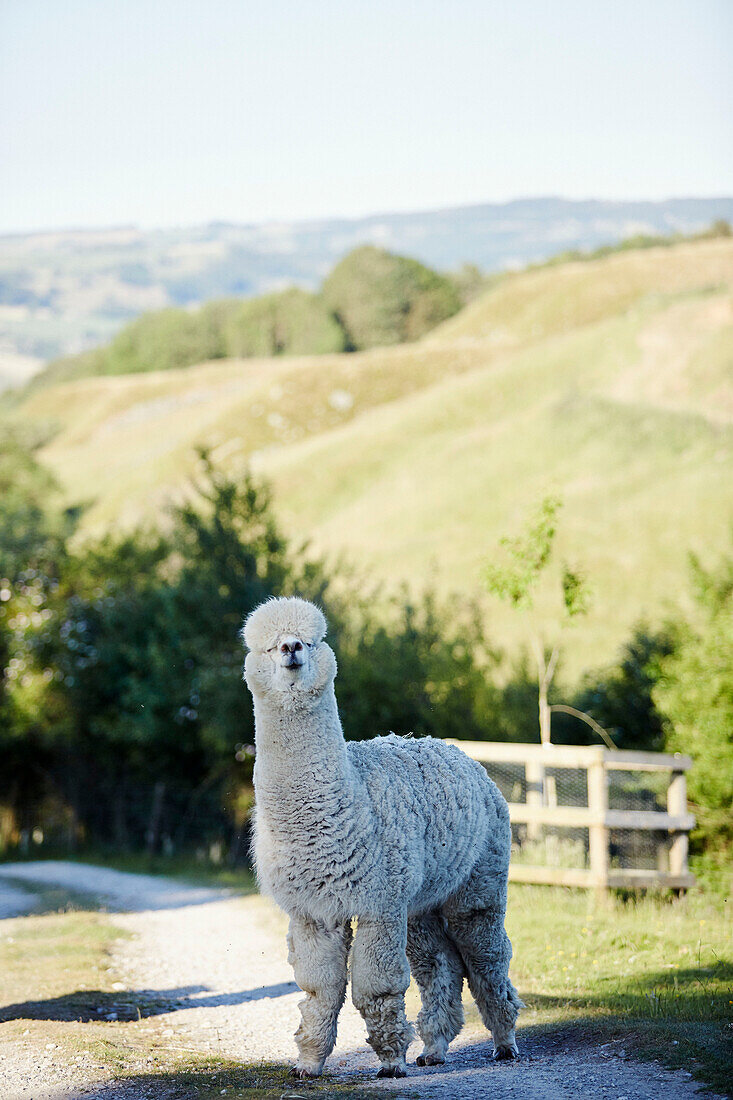 Alpaca stands on driveway in Yorkshire countryside, UK