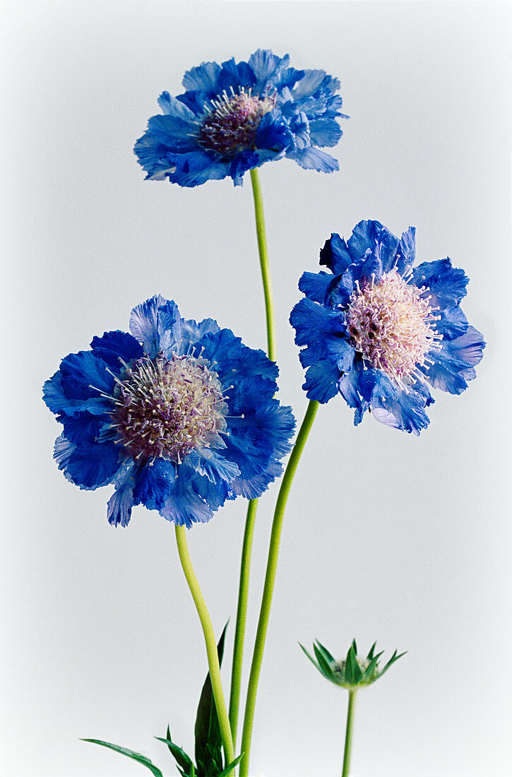 Scabious flowers against pale background