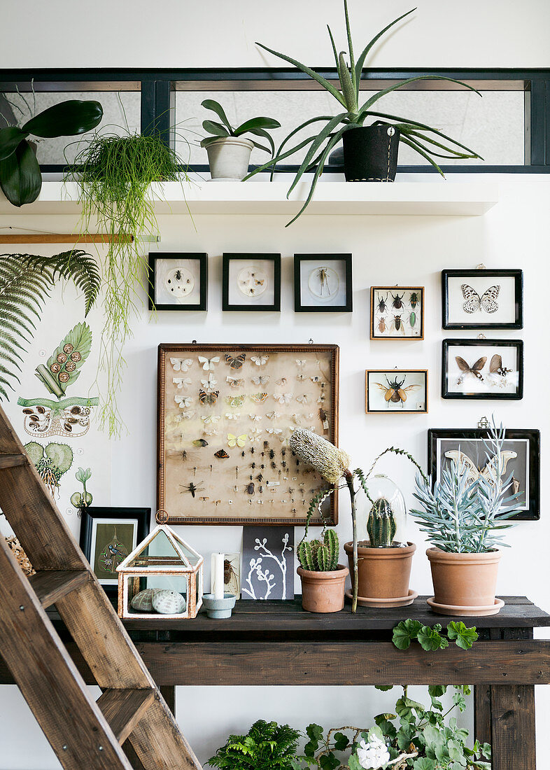 Vintage-style arrangement of mounted insects and houseplants against wall