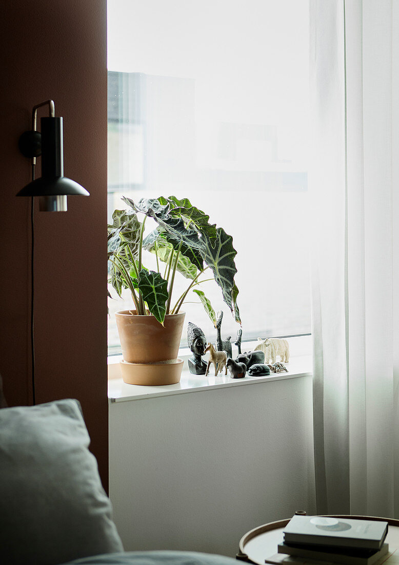 Houseplant and ornaments on wide windowsill next to reading lamp on brown wall