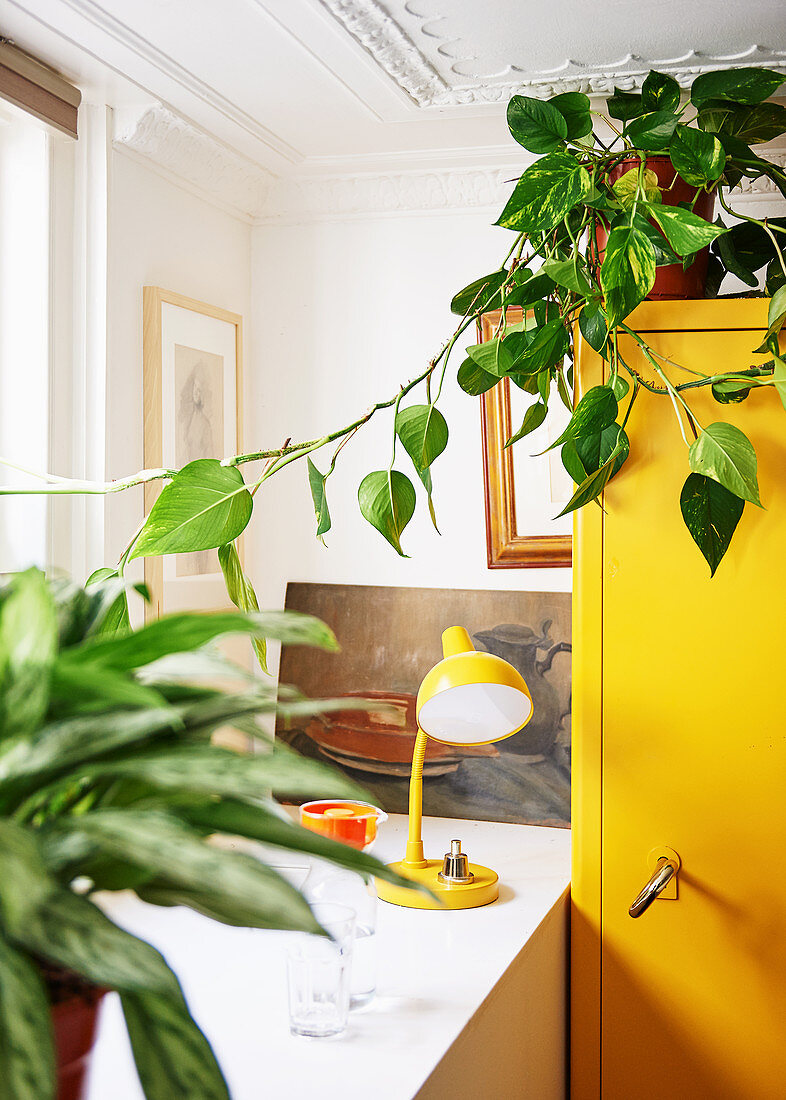 Houseplant on top of yellow cupboard next to lamp on table