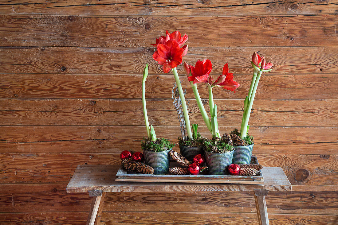 Potted red amaryllis on bench against rustic wooden wall