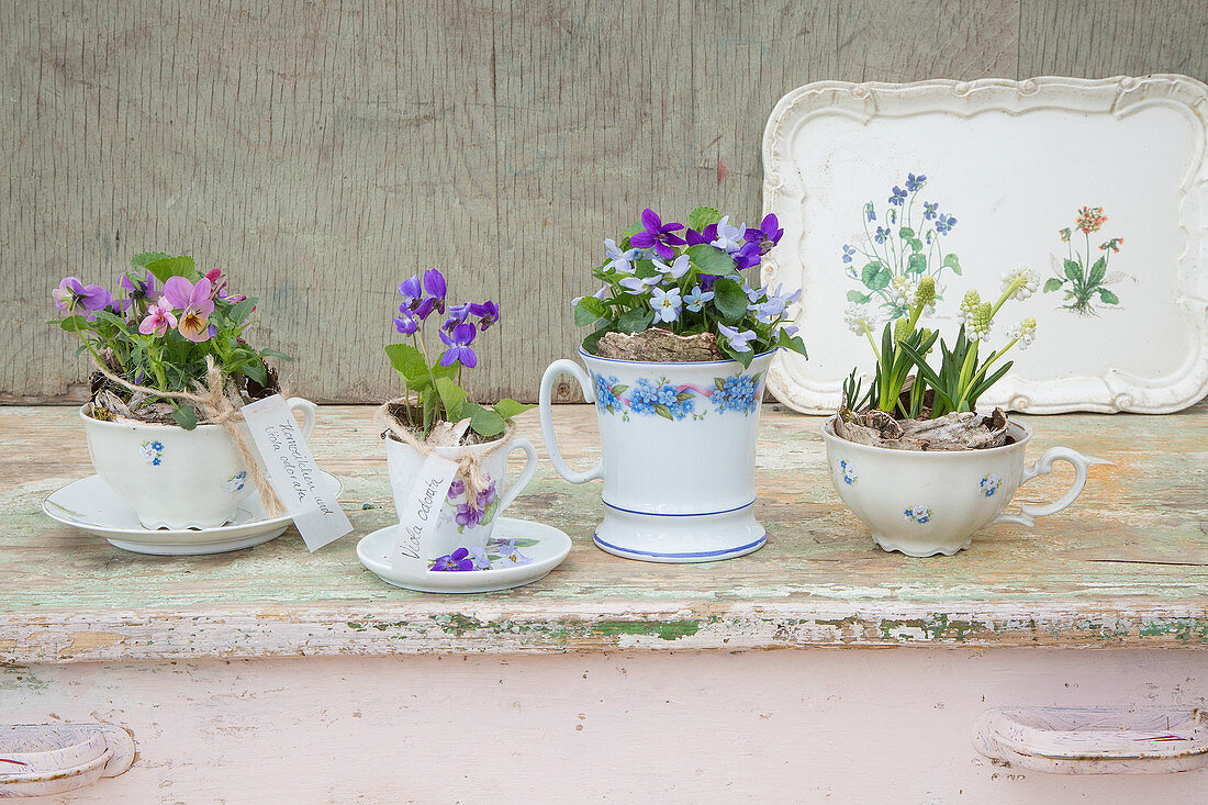 Spring flowers in teacups
