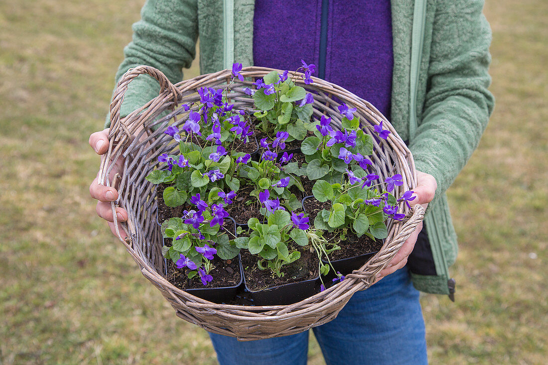 Basket of violets in plastic pots