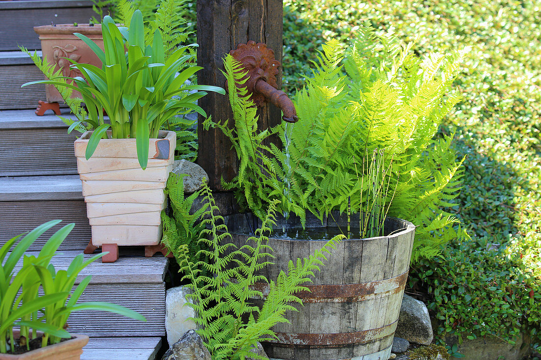 Water barrel with horsetails, ferns, pots with plants on Shorea laevis stairs