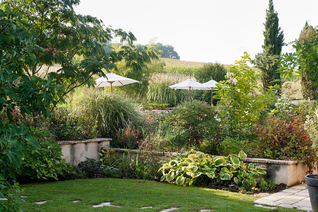 Rural French garden with lawn and parasols and corn field beyond