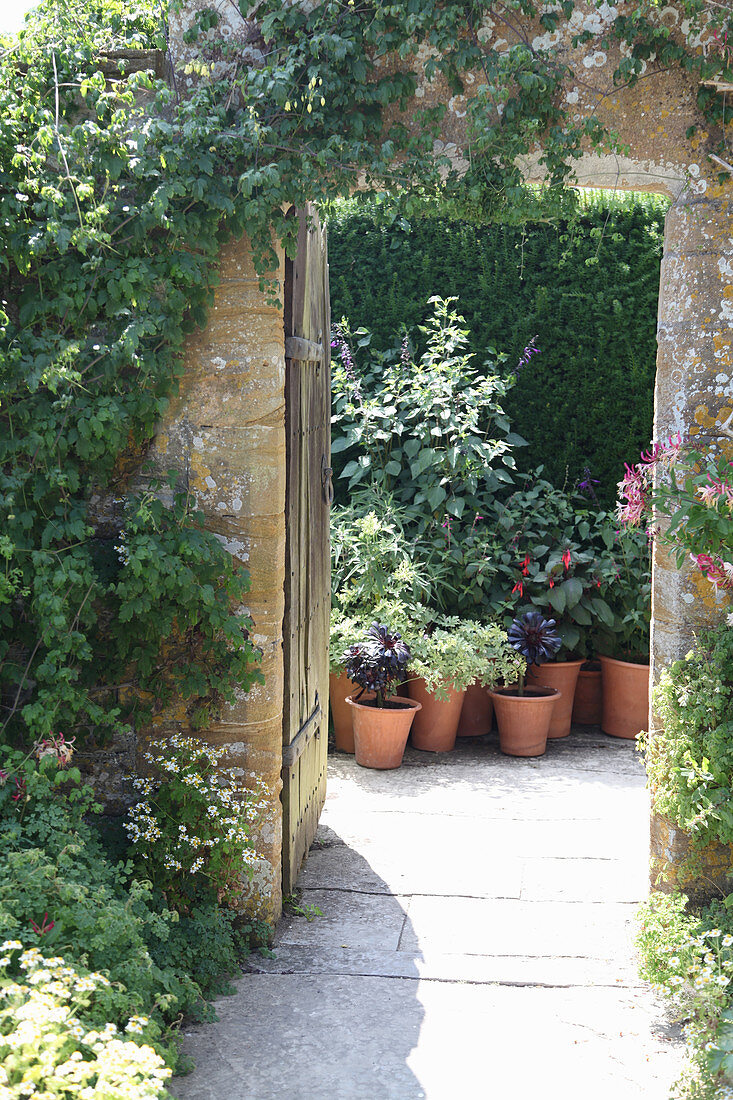 Blick durch offene Gartentür auf Kübelpflanzen in Terrakottatöpfen