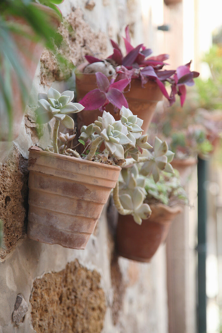 Succulents in pots mounted on wall