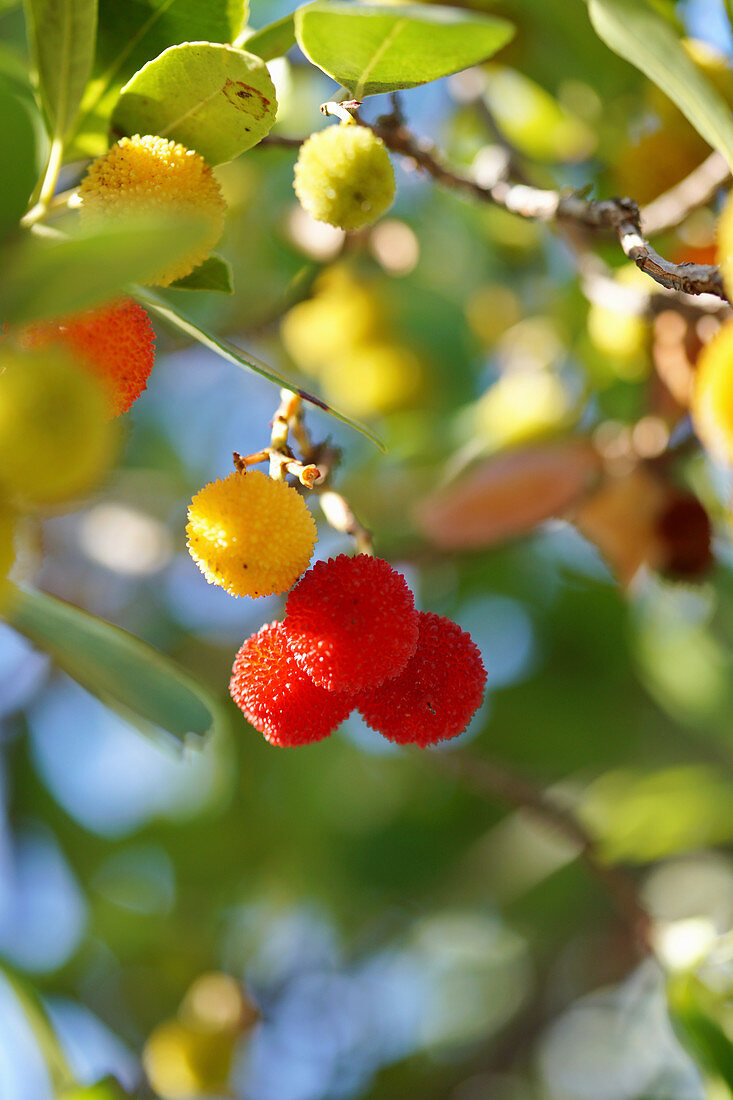 Zweig vom Erdbeerbaum mit gelben und roten Früchten
