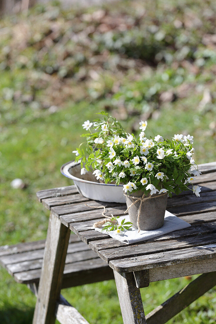 Wood anemones in pots as heralds of spring