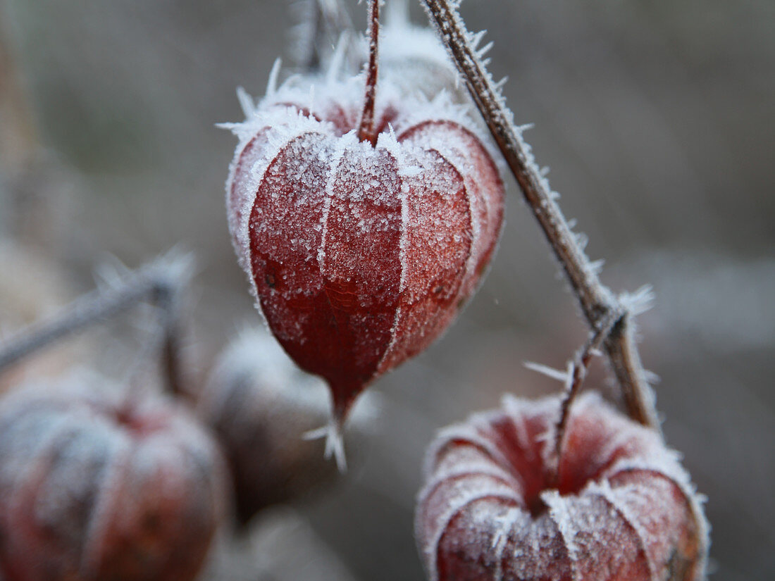 Hoarfrost on physalis seed pods