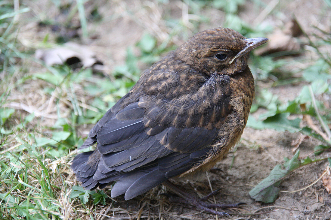Blackbird fledgling in garden