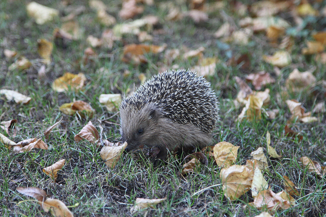 Young hedgehog foraging in late autum