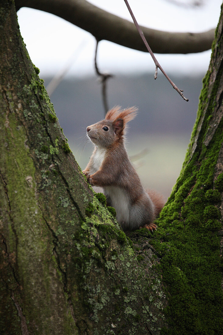 Red squirrel on tree trunk