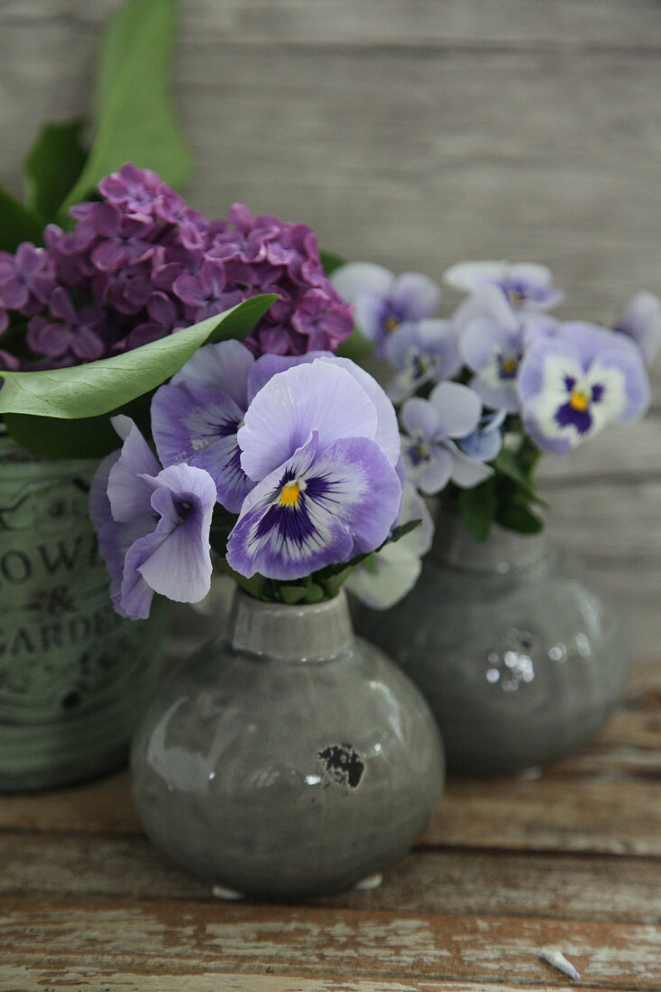 Violas and lilac in small spherical vases