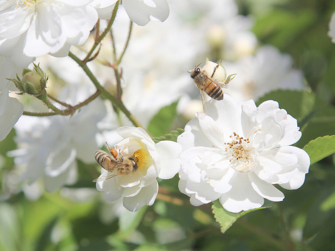 Bees on the flowers of the floribunda 'Bienenweide' rose