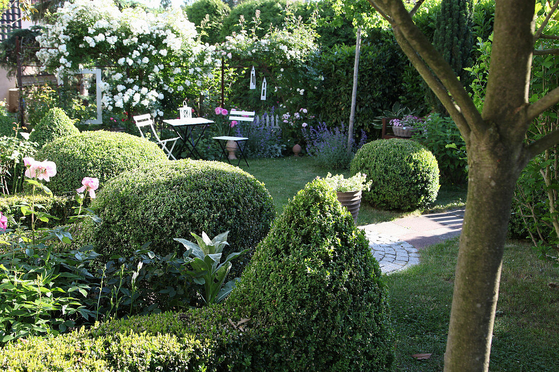Garten mit formgeschnittenen Buchs und Sitzplatz vor weißen Kletterrosen