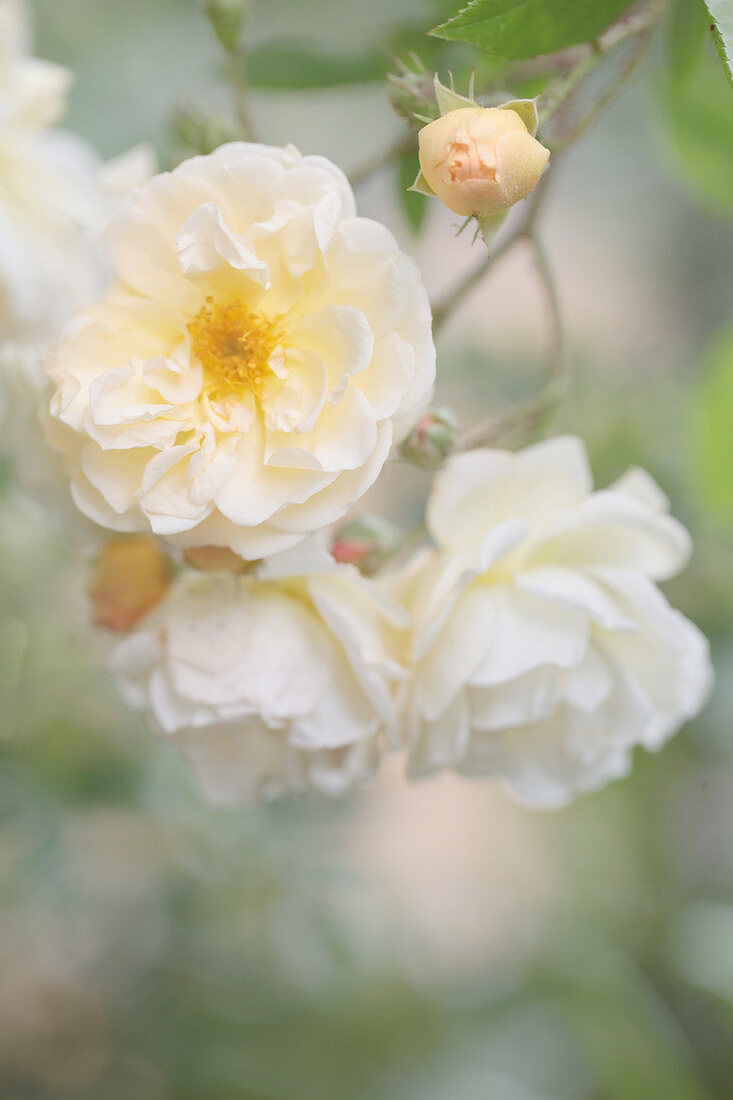 Halbgefüllte weiße Ramblerrose 'Ghislaine de Feligonde'
