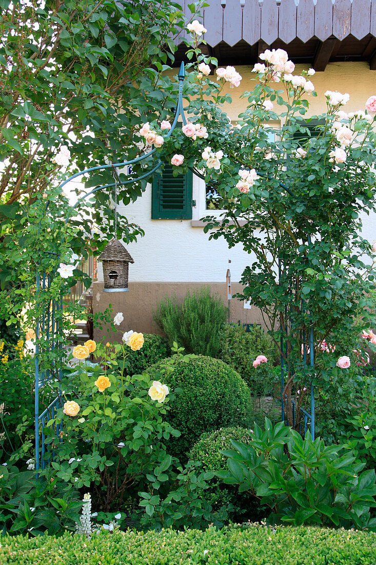 Beet mit Kletterrose am Rosenbogen, Buchs-Kugeln und Beetrose