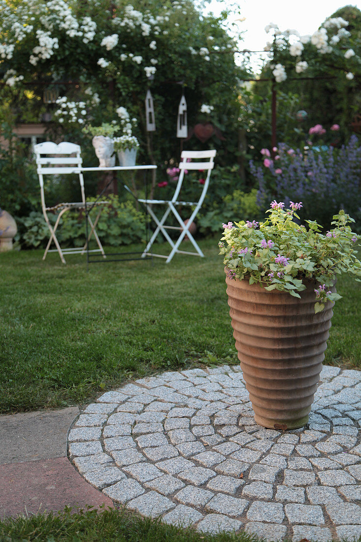 Terracotta pot on paved, granite circle and seating area in front of white climbing rose