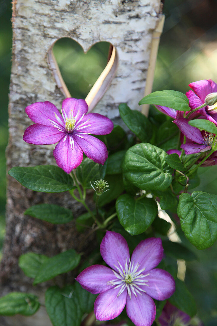 Flowering clematis in front of birch wood with love-heart cut-out