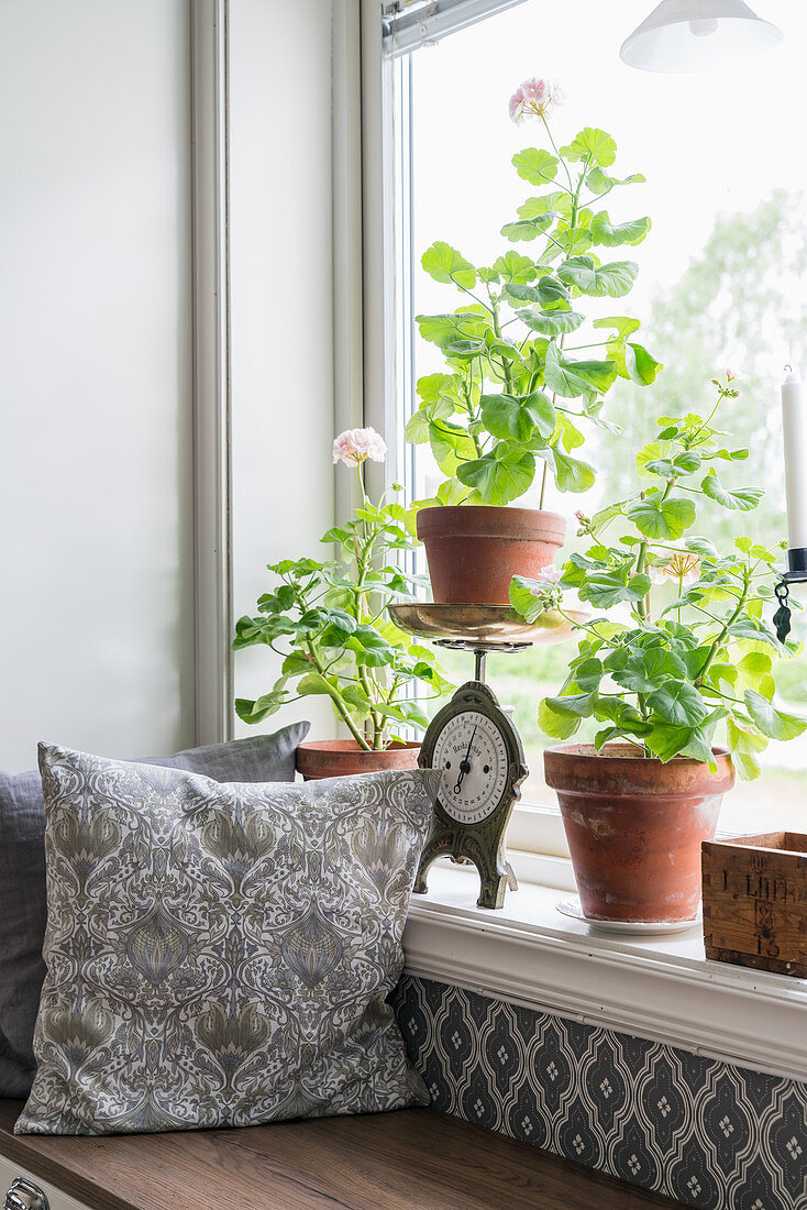 Houseplants on windowsill above window seat with scatter cushions