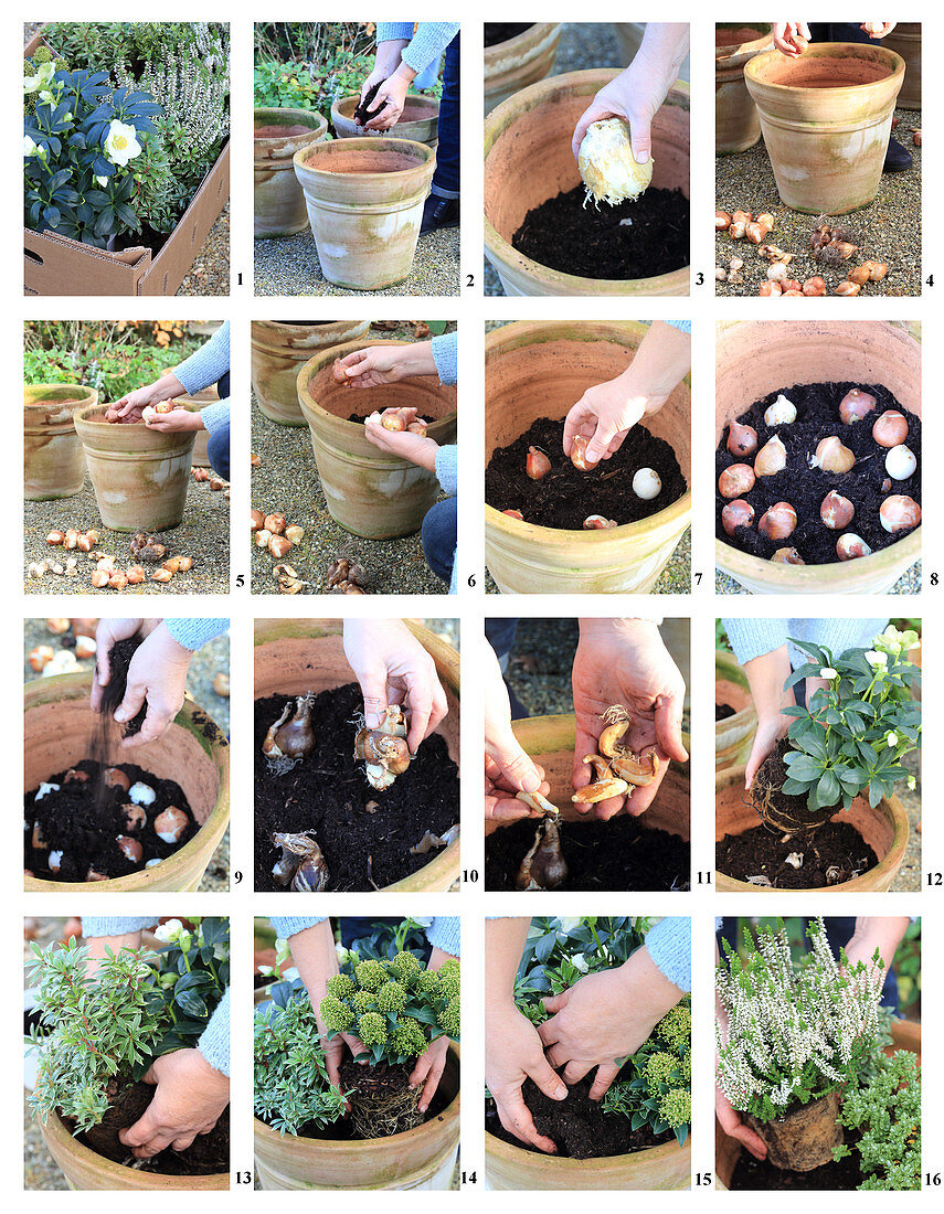 Instructions for planting containers with bulbs, hellebore, Japanese andromeda and skimmia