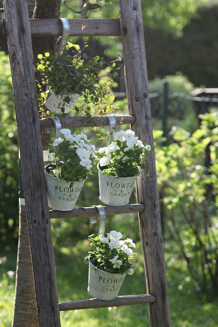 Pots of horned violets and pohuehue hung on wooden ladders