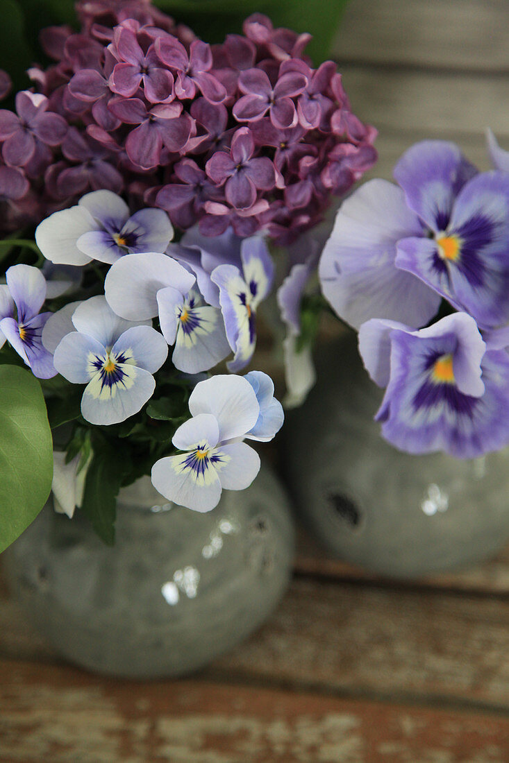 Violas, pansies and lilac