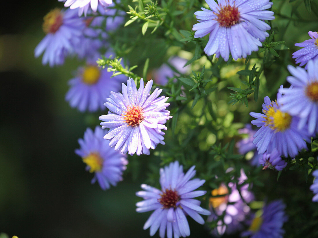 Close-up of Michaelmas daisies